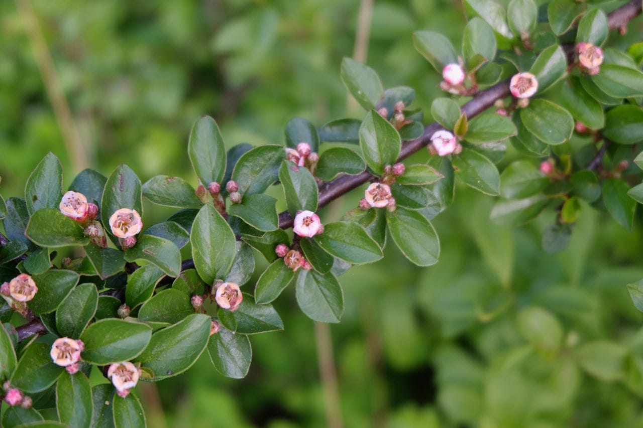 Cotoneaster div.